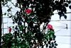 Kletterhilfe / Rankhilfe aus Edelstahl in Seilspanntechnik - f�r alle Kletterpflanzen u. Rosen