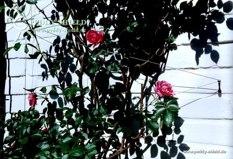 Kletterhilfe / Rankhilfe aus Edelstahl in Seilspanntechnik - f�r alle Kletterpflanzen u. Rosen