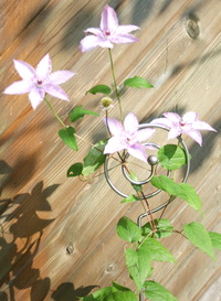 Zierstab Schnecke mit hochrankender Clematis