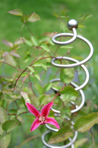 Zierstab Helix mit Kugel und rotblhender Clematis