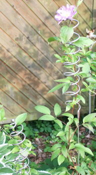 2x Zierstab Helix - Spirale mit Kugel - 170 und 130 cm lang, mit Clematis 