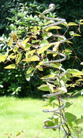 Premium Rankstab mit Kugel - Helix (Spirale)  - 170 cm - aus hochwertigem Marine-Edelstahl A4 als Rankhilfe fr Stauden etc. und als Futterstab fr Vgel #14
