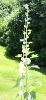 Stockrose abgesttzt an Rankstab mit Kugel - 170 cm hoch