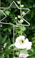 Edelstahl Zierstab Stern mit der groen Kugel und Stockrose mit Hummel